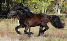Gymir0
